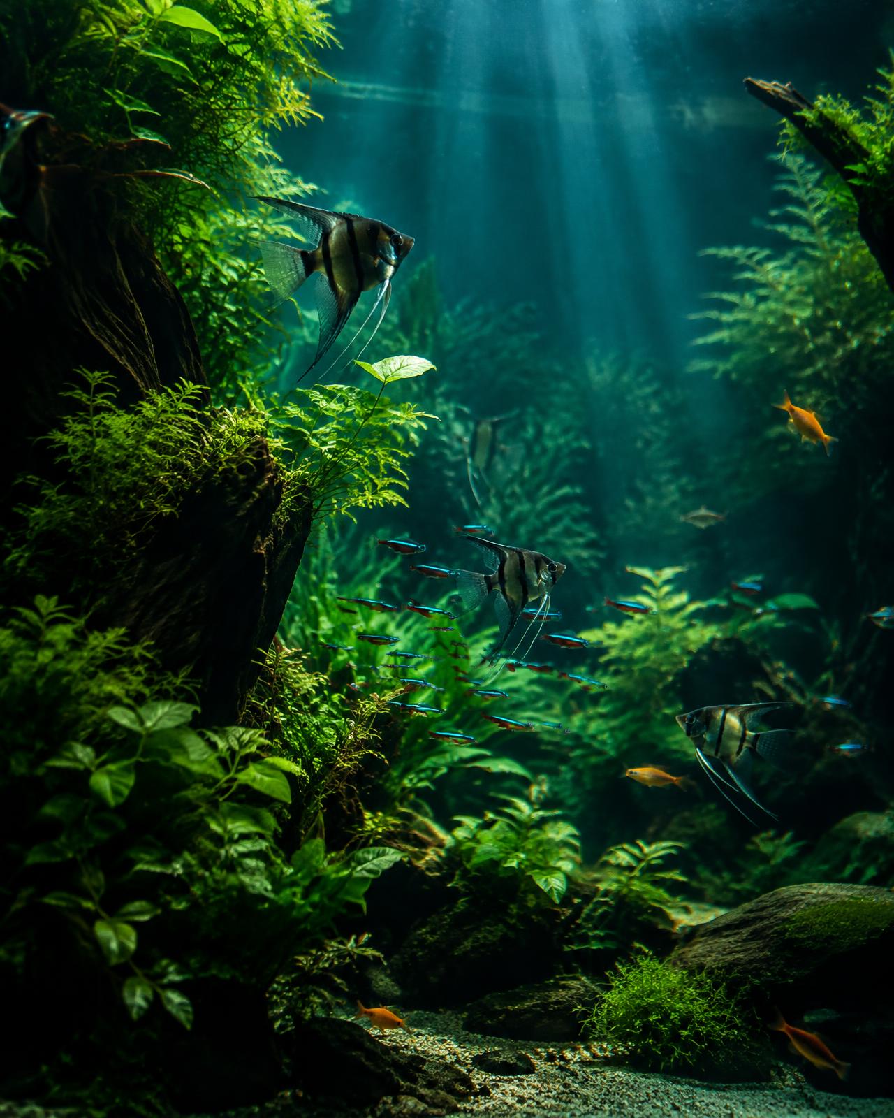 Planted aquarium with angelfish